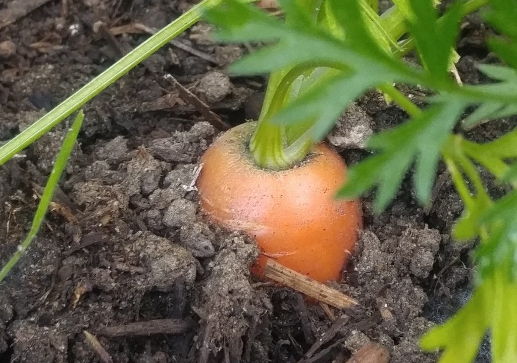 large orange carrot poking out of the ground