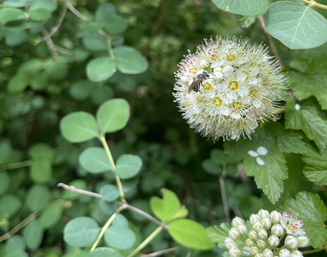 Pacific ninebark flower close-up