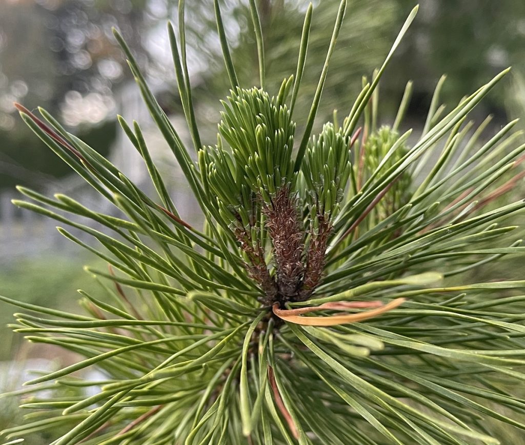 Shore pine close up