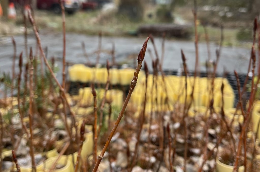 Black cottonwood in pots