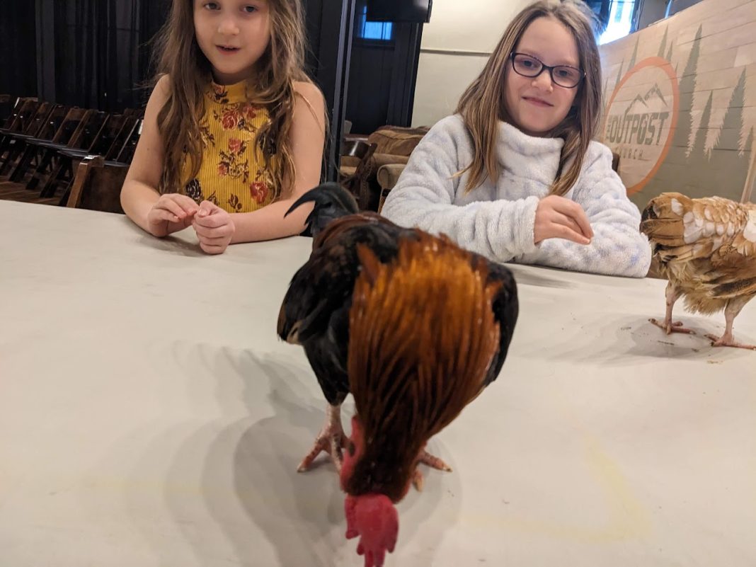 a rooster on a table with kids and parents around it