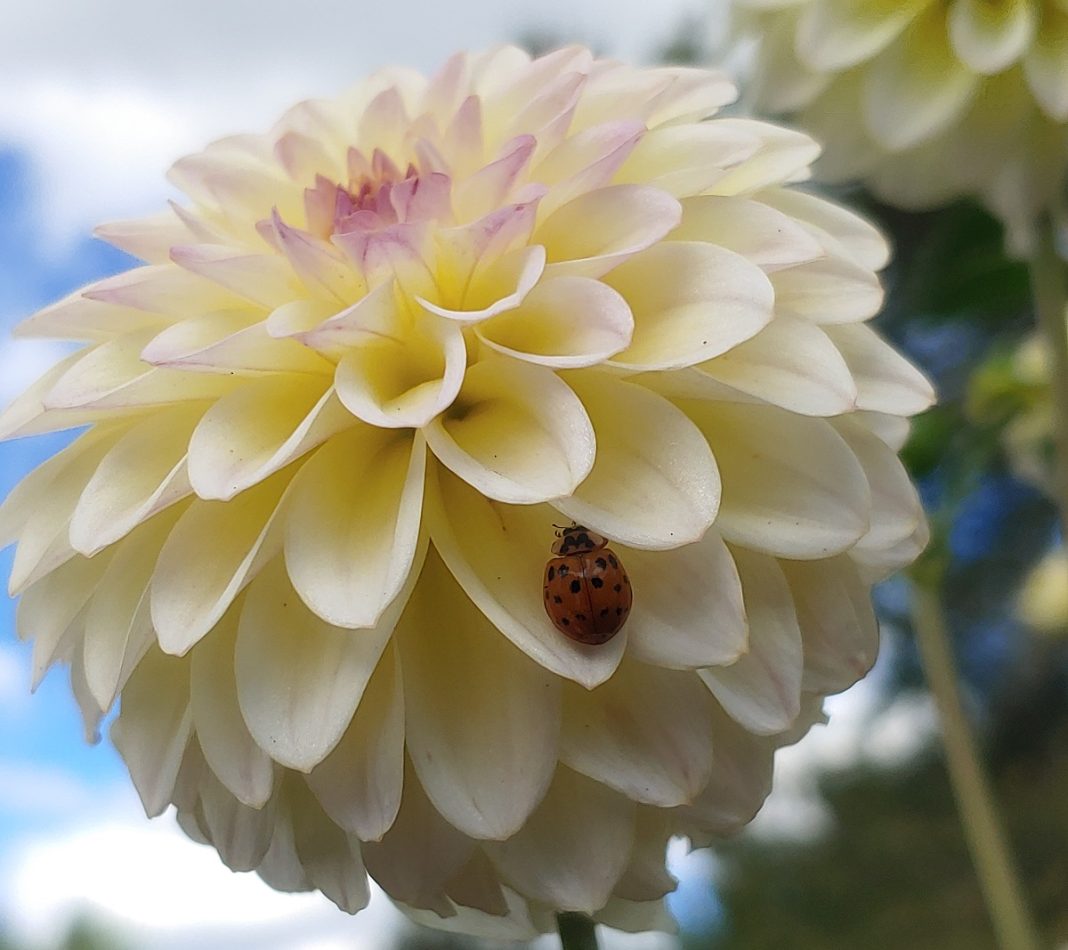 close up of a pale yellow and pink dahlia flower with a ladybug on it