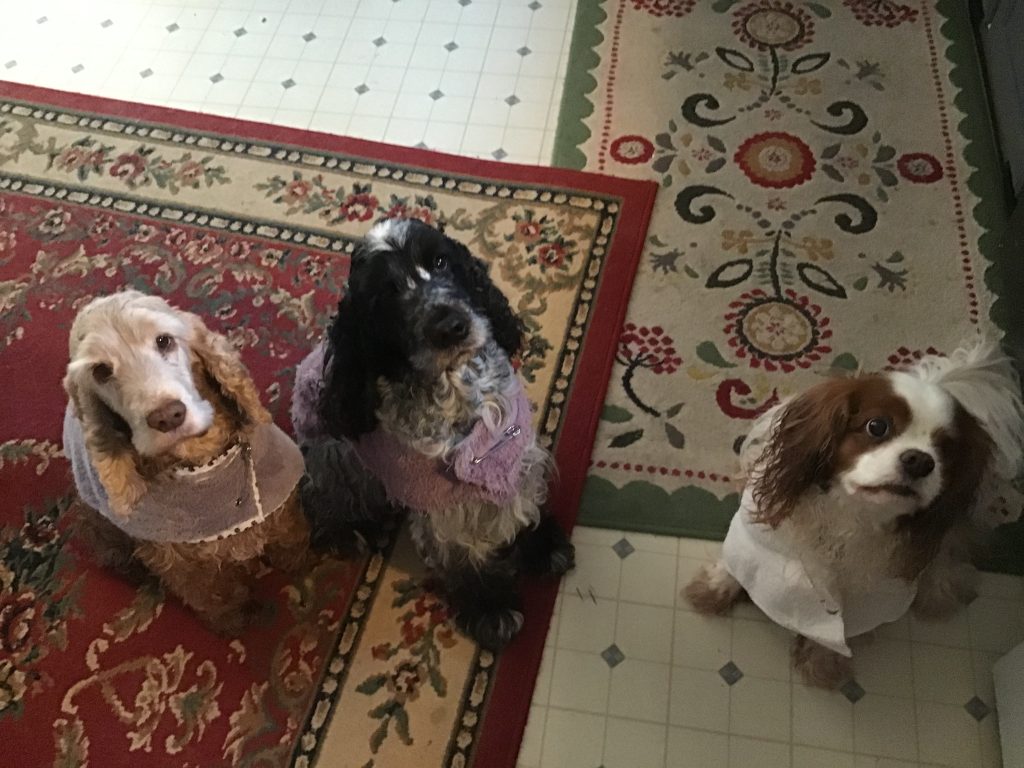 Jean Sheffield's three dogs, Patty, Smokey, and Padraig.