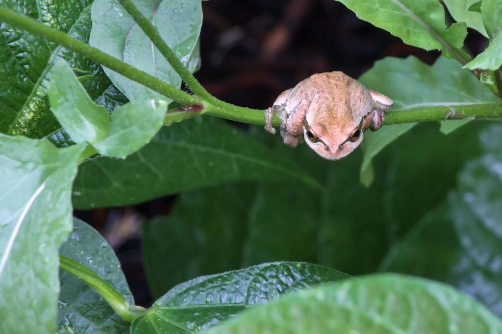 close up of a brown tree frog on arugula.