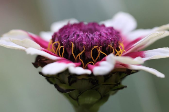 close up of a white and pink zinnia with a purple center