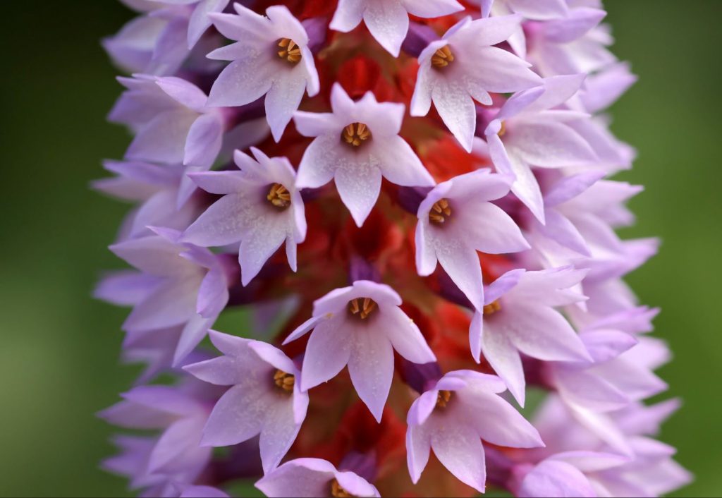 close up of a Primula vialii primrose with tiny clusters of pink flowers on a red stem.