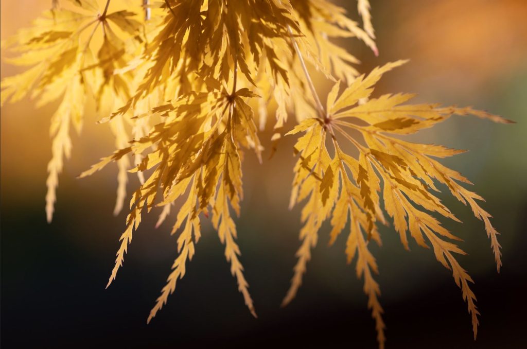 gold Japanese maple leaves in the sun, close up photo.