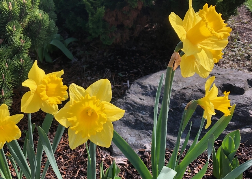 close up of yellow daffodils planted in a yard