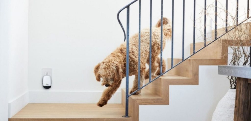 fluffy cream doodle walking down wood stairs inside a house with a metal railing
