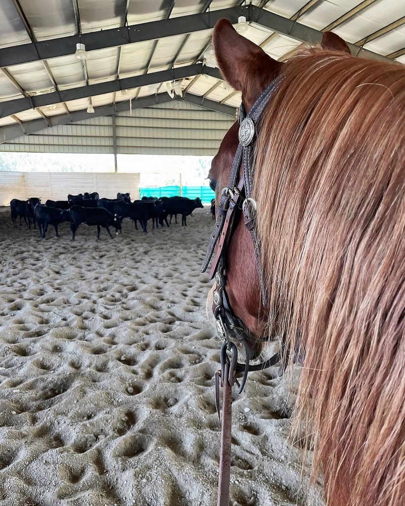 photo form a horse's back of it's neck and head in a covered arena