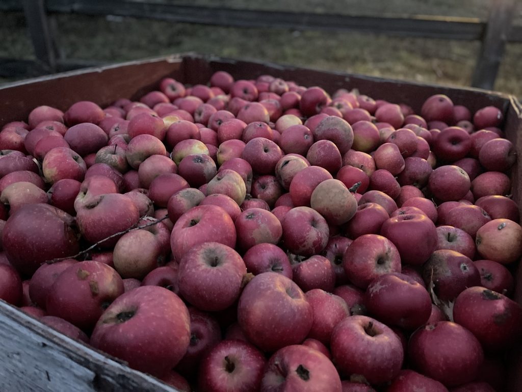 a large bin of red apples