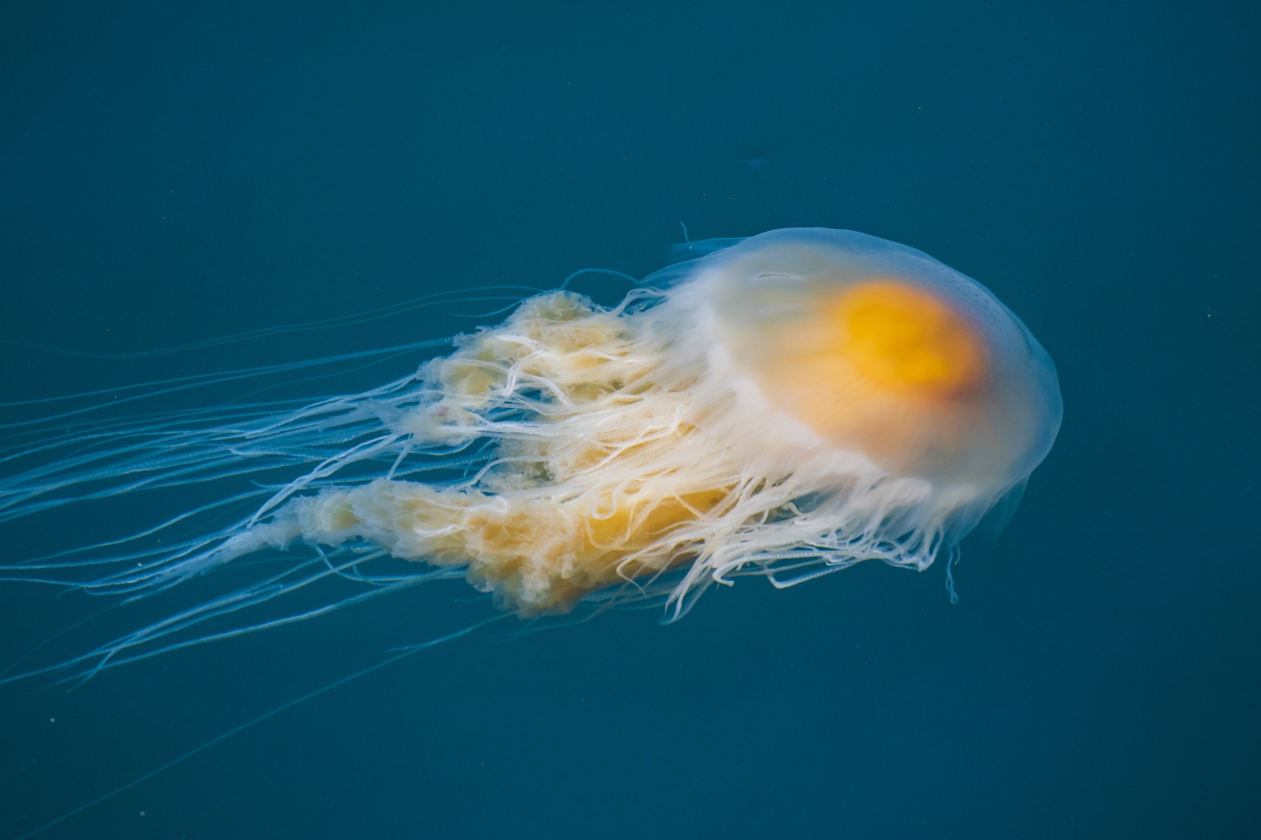 Jellies In Bloom ThurstonTalk jellies-in-bloom-thurstontalk