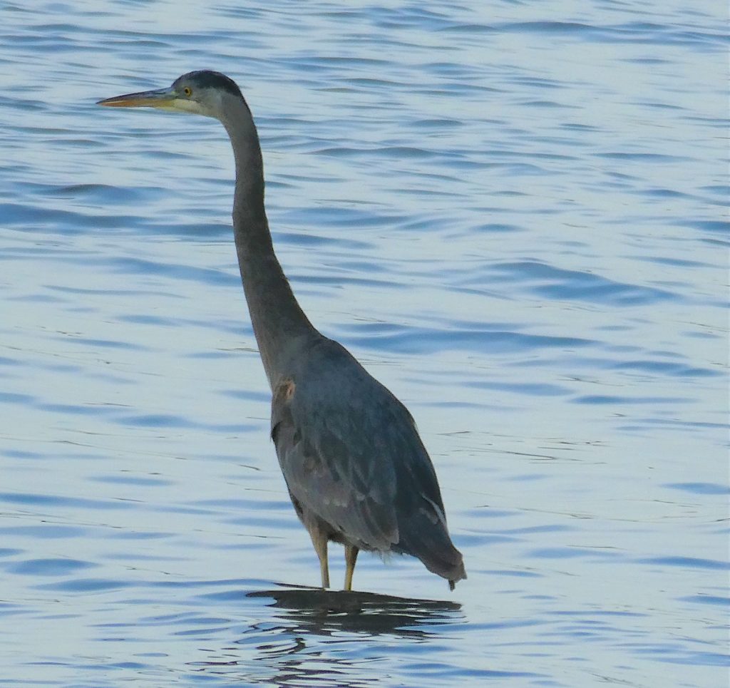 Great Blue heron in water