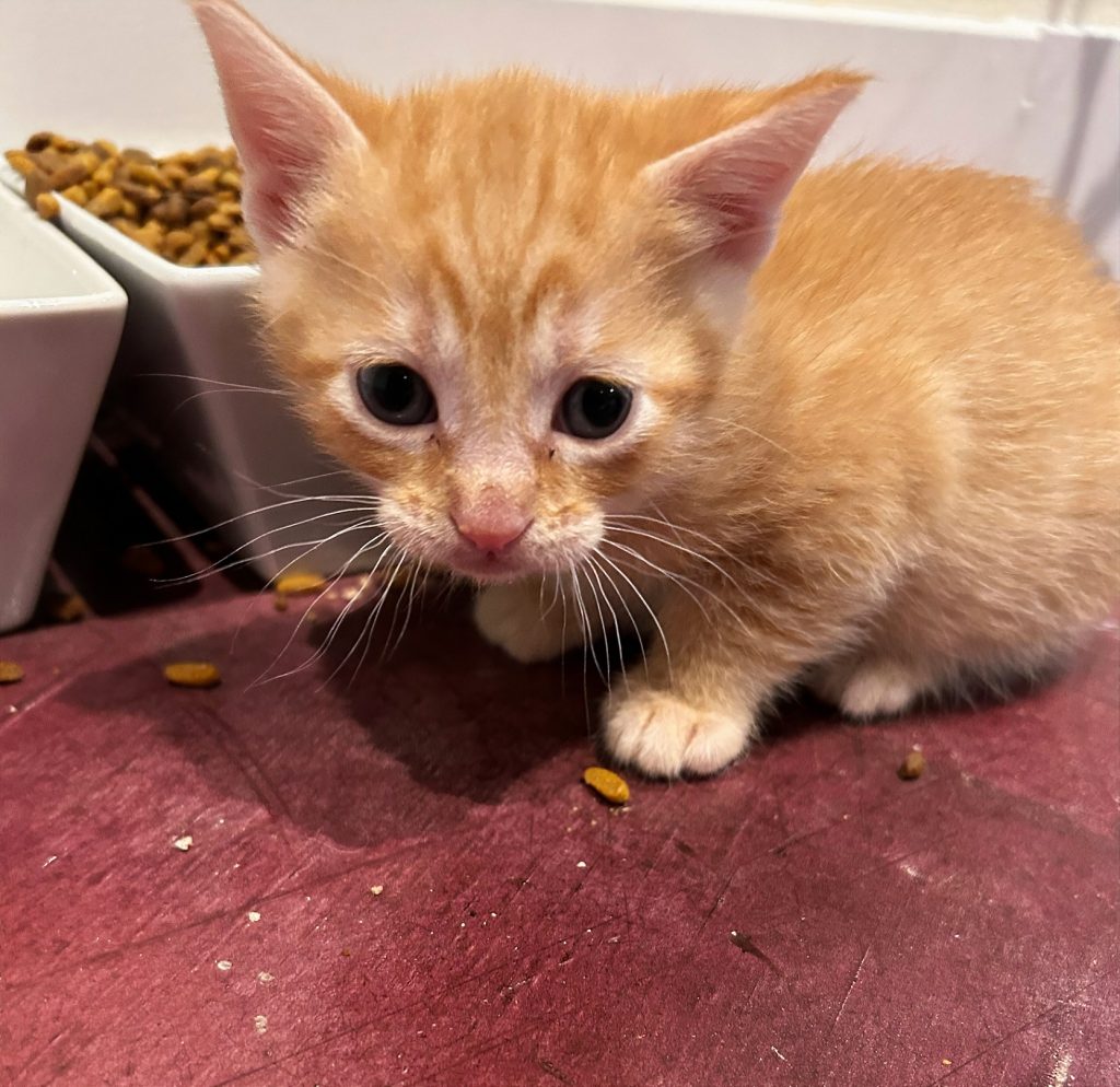 orange tabby kitten sitting on a red resurface with a bowl of water and food in the background