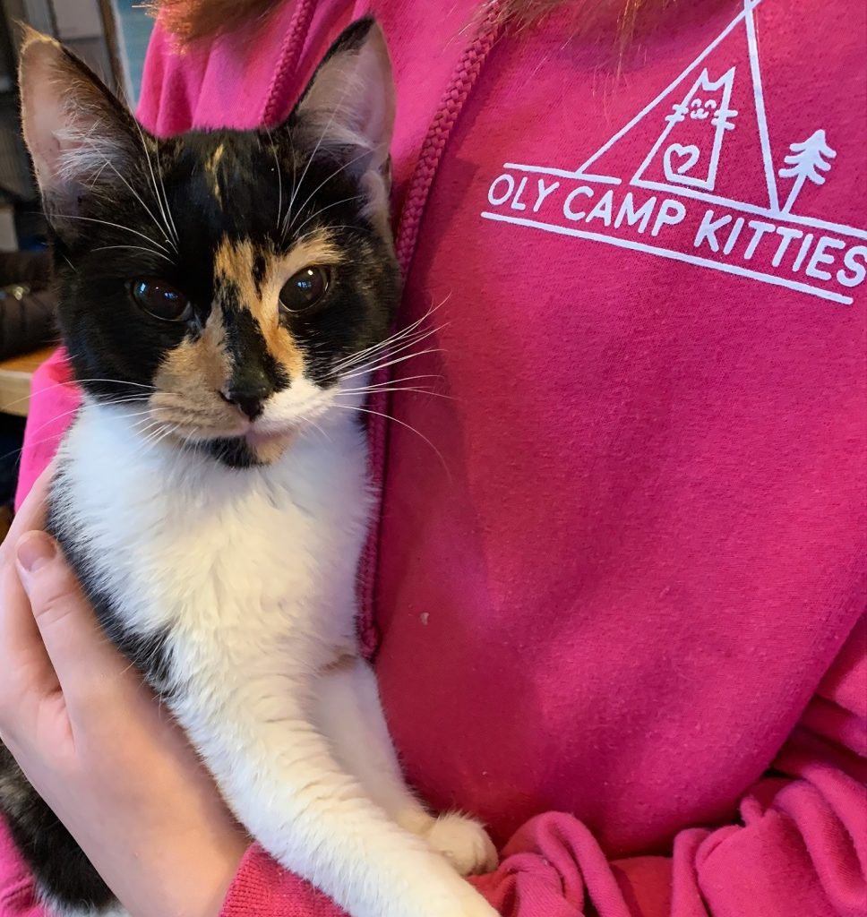 small calico cat being held by a person in a pink Oly Camp Kitties shirt