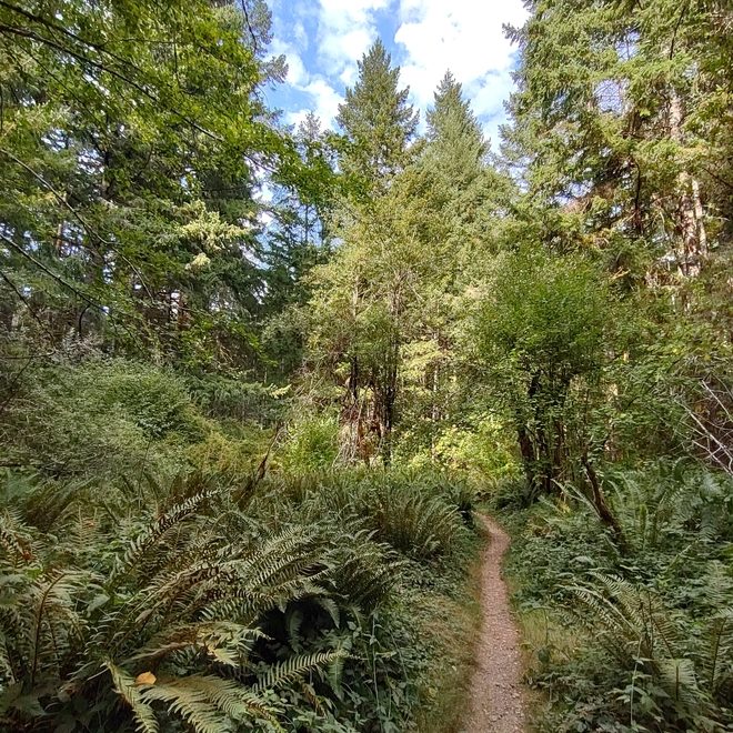 narrow dirt path winding through trees, ferns and bushes.