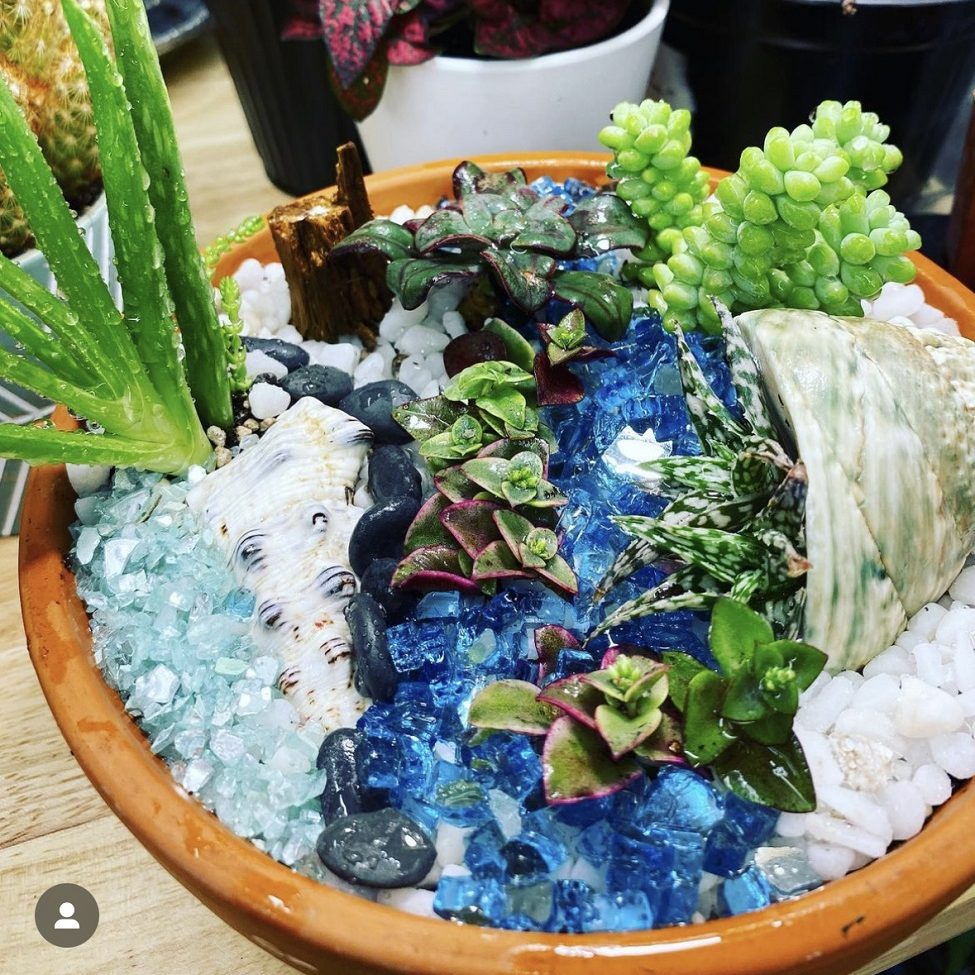 a succulent display in a terracotta pot with blue and white stones