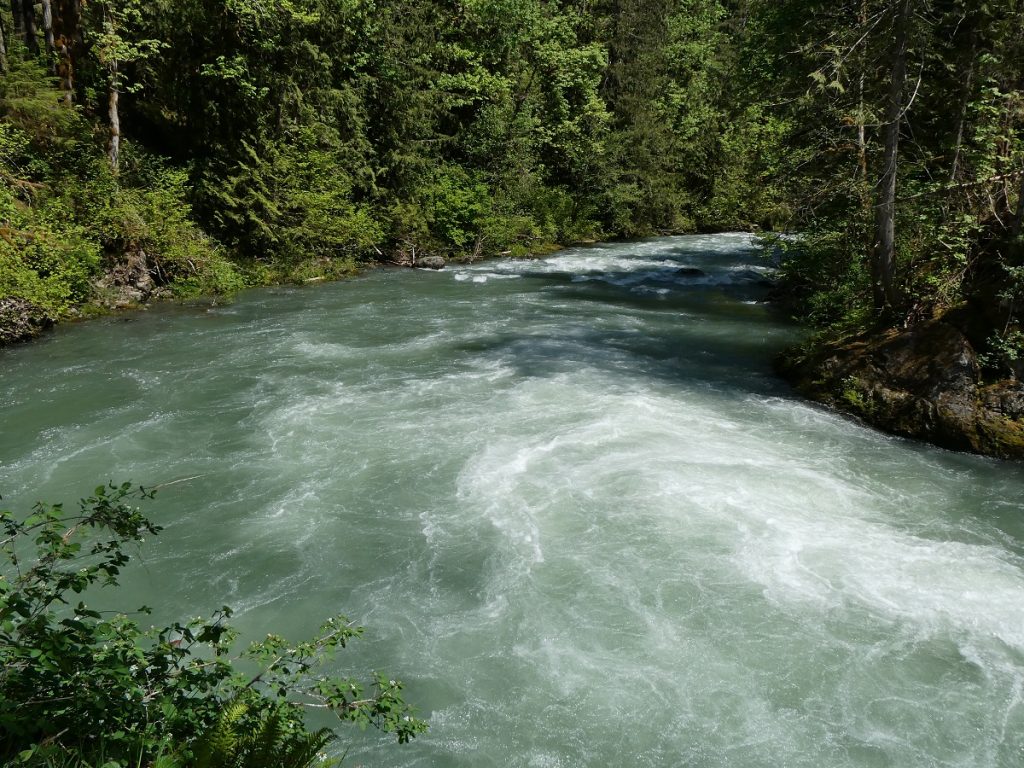 Duckabush River flowing through a forest