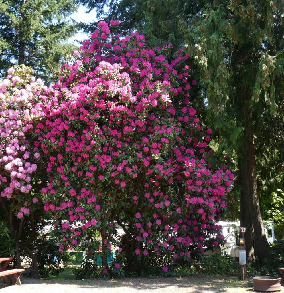 Large pink flowering bush