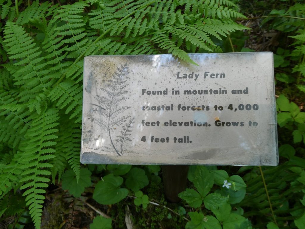 a metal sign nestled in a fern that says, 'Lady Fern. Found in mountain and coastal forests to 4,000 feet elevation. Grows to 4 feet tall.'