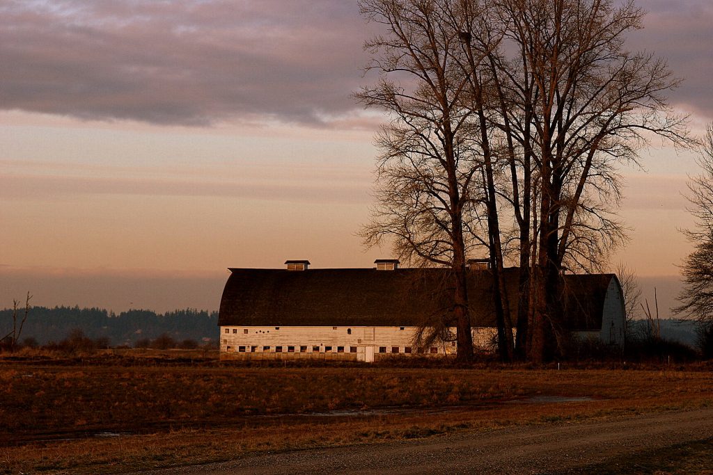 Large white barn with a dark roof sitting in a field by some tall trees at the Nisqually Wildlife Refuge
