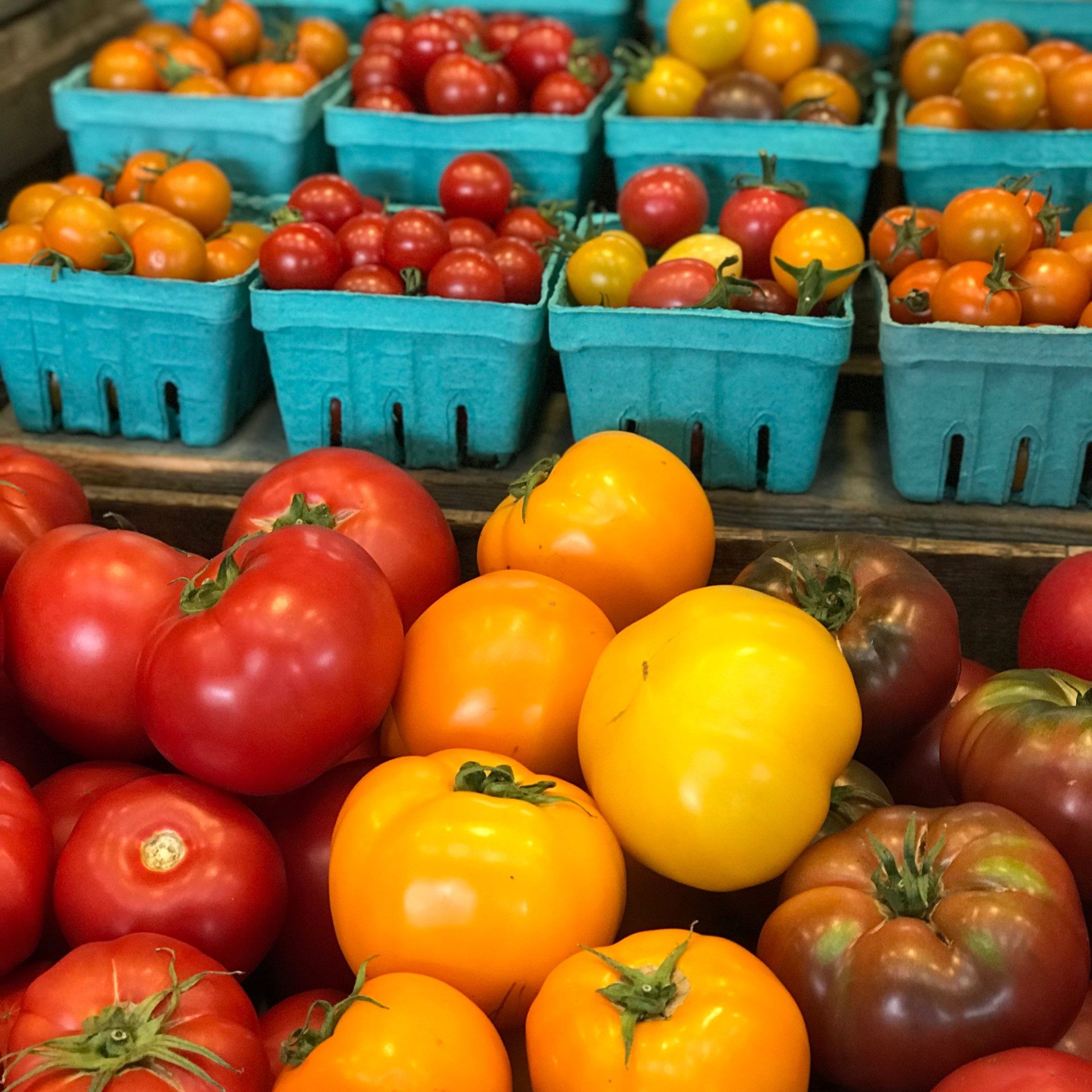 large tomatoes in red, yellow and purple loose and yellow, purple and red small tomatoes in green containers in rows