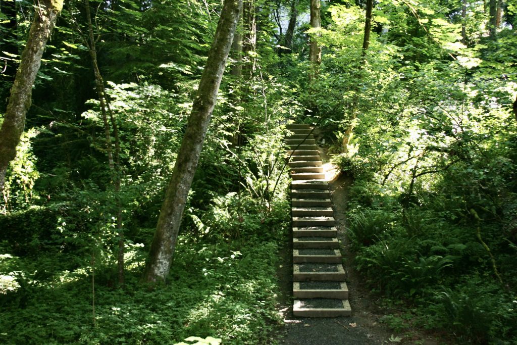 wooden stairs going up a dirt path in a forest