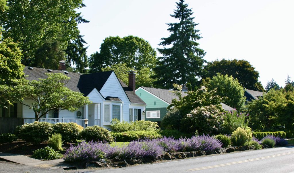 a white and mint green house seen from across a street, lined with blooming lavender bushes