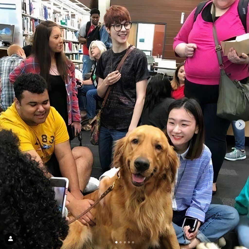 college students sit around betting a golden retriever in a library