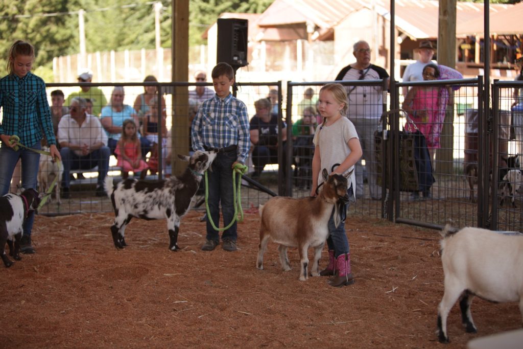 kids leading goats in a show ring with an an audience in bleachers next to them