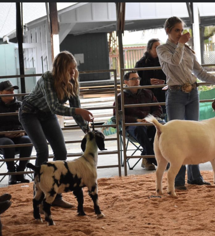 Madison holding the collar of a spotted goat in a show ring