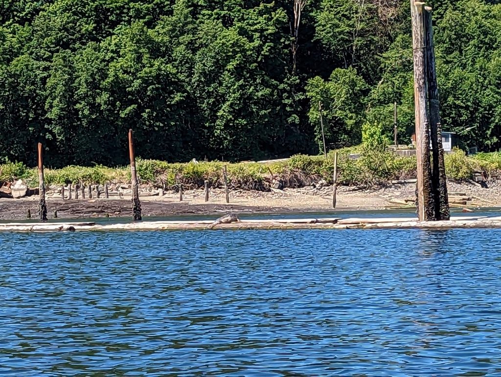 seal sunning on a log floating in the Puget Sound, shore and a treeline in the background
