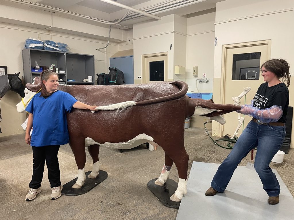 Rowan pulls a plastic calf out of a life-sized plastic cow while another teen holds the cow's tail to the side.