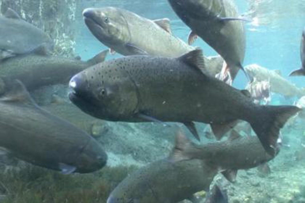 Chinook salmon swimming in a large group