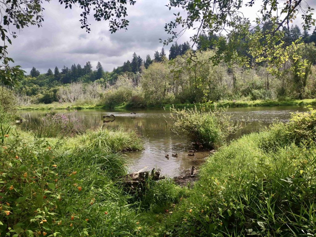 scenic photo of the Deschutes River with green grass, bushes and trees growing all around