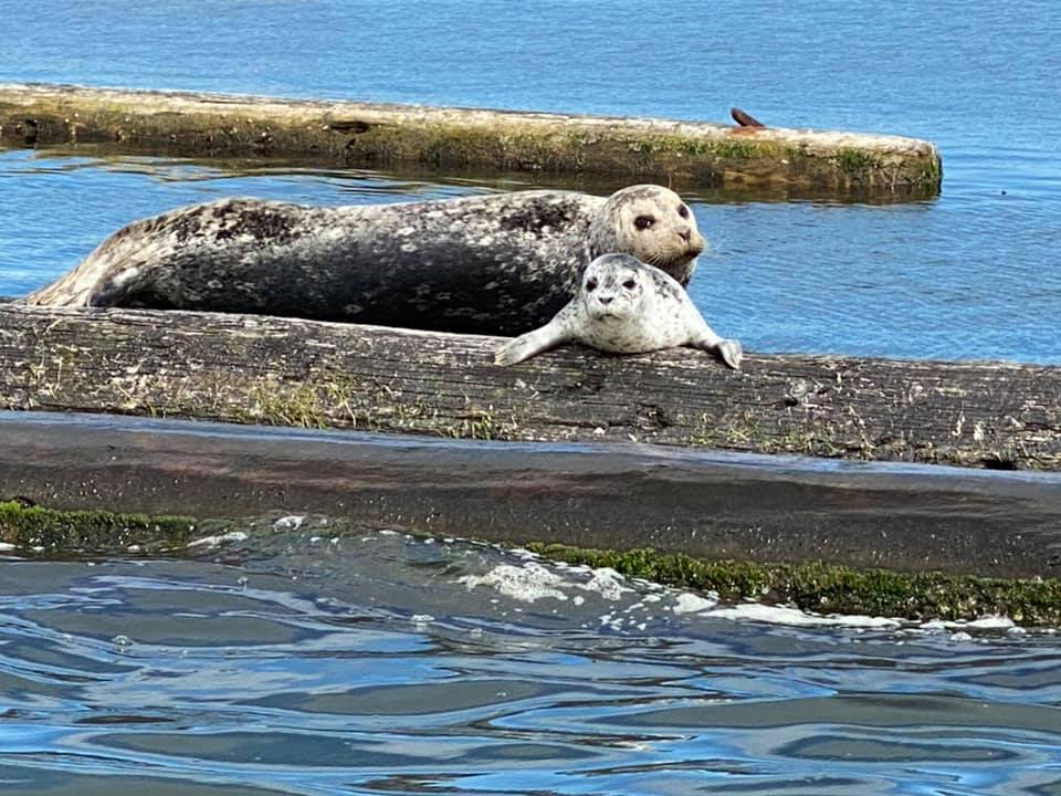 a seal and her cub lie on a log in Budd Bay