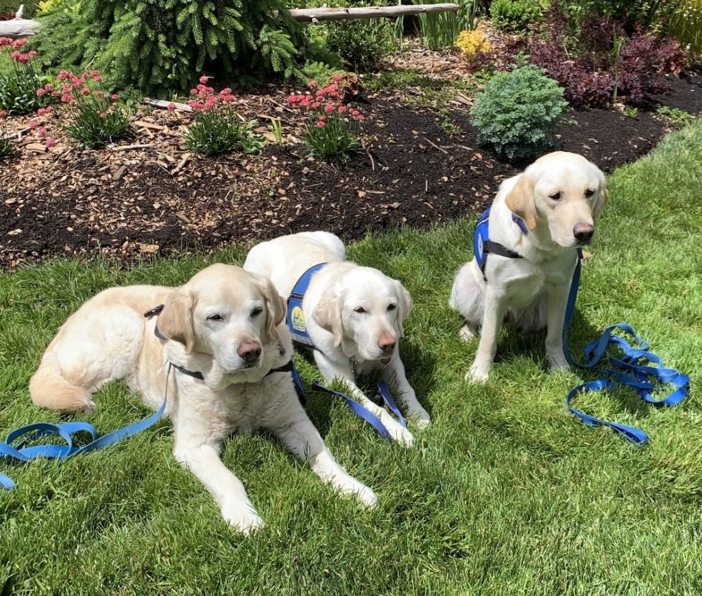 Three labs in blue leashes and collars pose for a photo on a grassy lawn, one sitting, the others lying down.