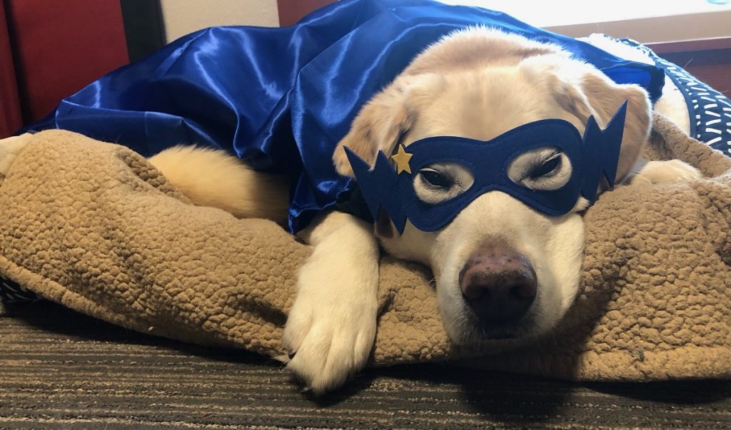 A lab in a blue cape and blue mask lying in a beige dog bed