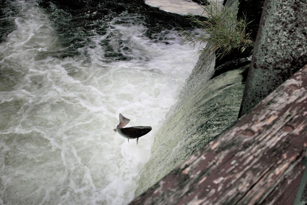 See the Fall Salmon Run Urban Hike From Tumwater Falls Hatchery to