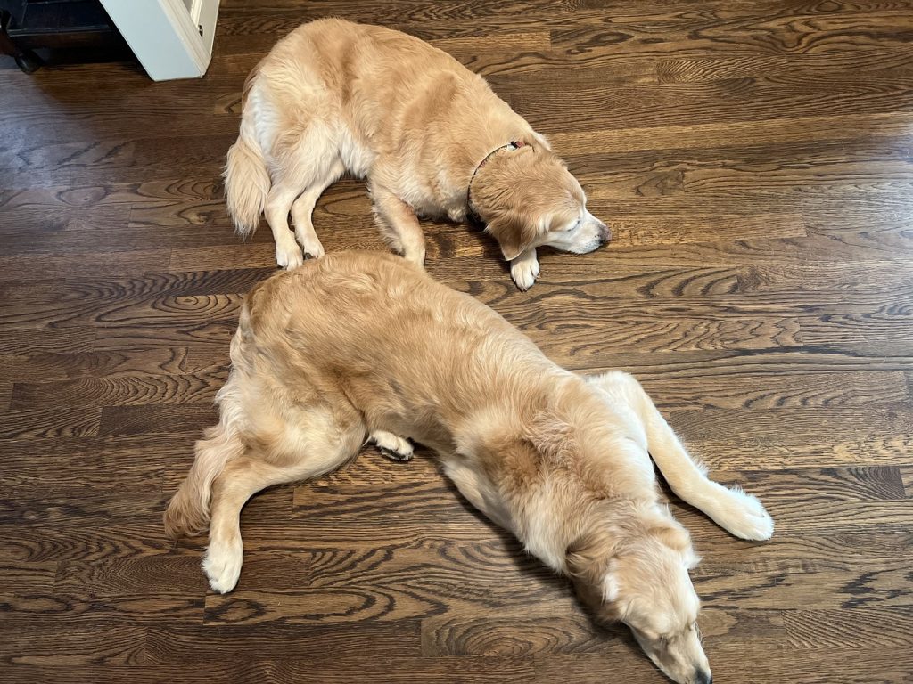 a golden retriever and an orange tabby cat laying on a wood floor