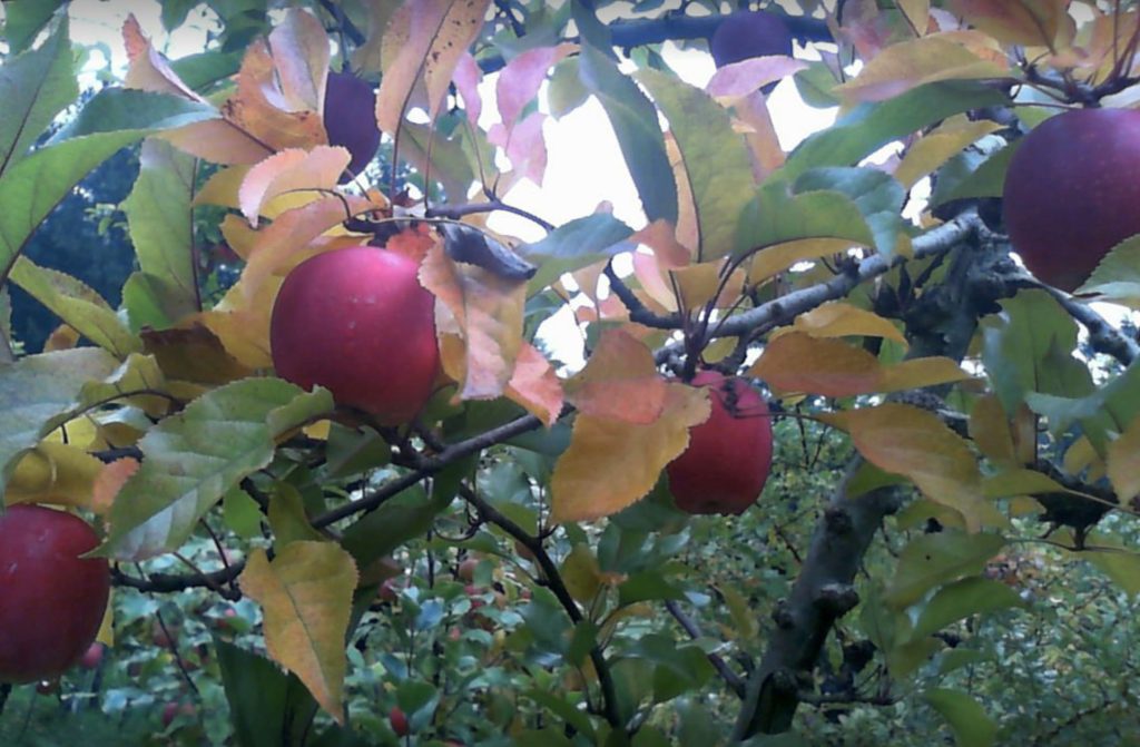 red apples on a tree with brown leaves