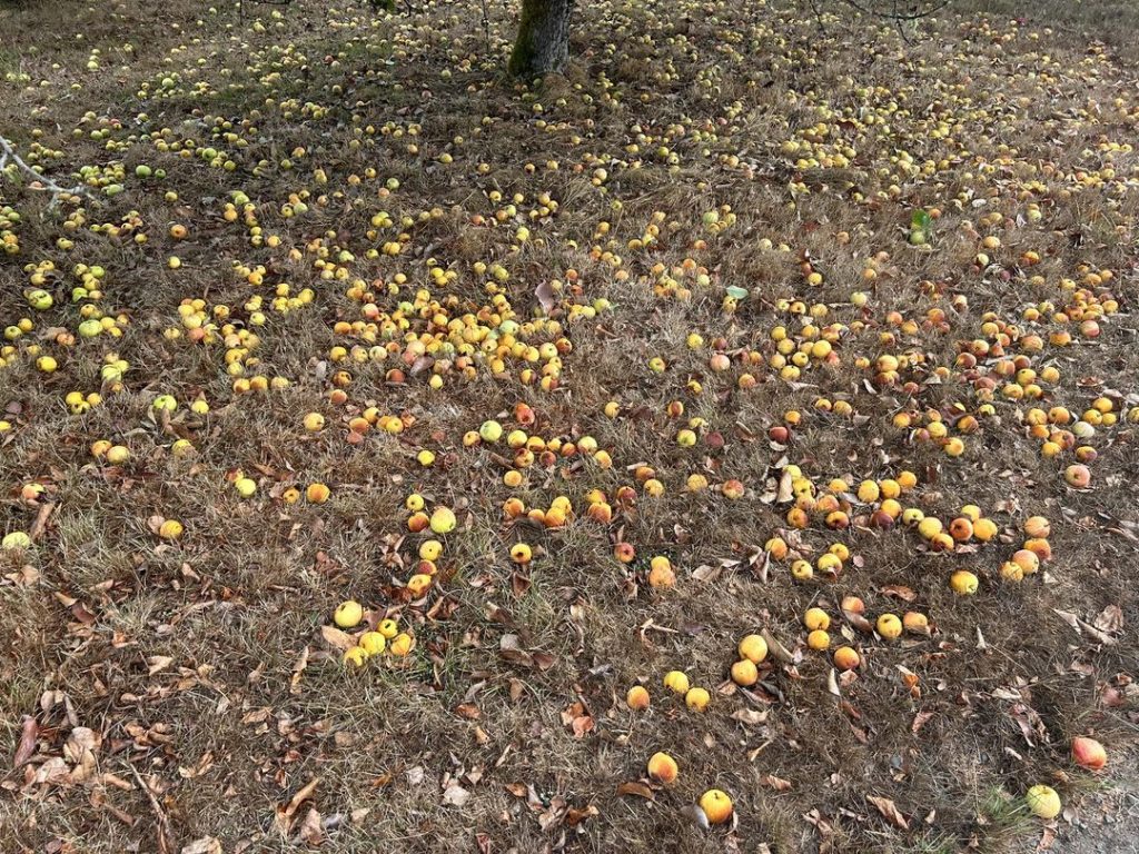 a large amount of yellow apples in the grass under apple trees