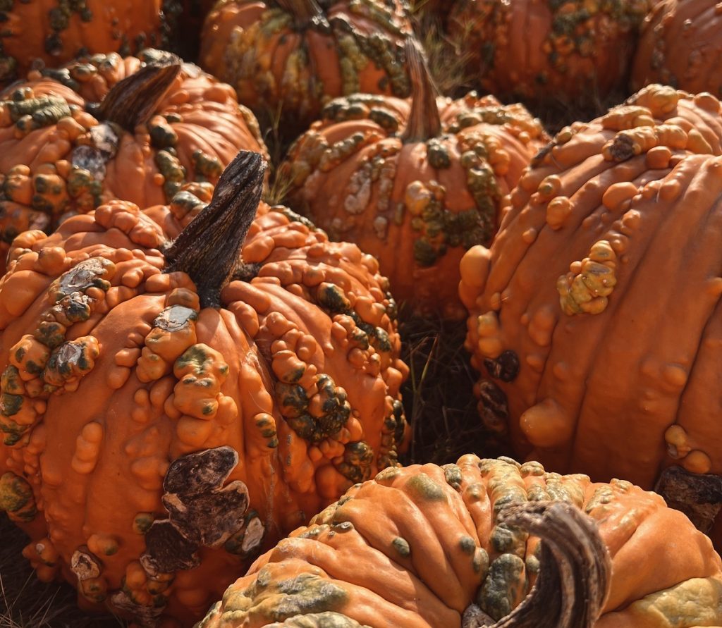 warty orange and green pumpkins in a pile.