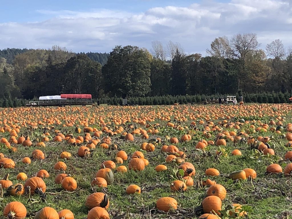 tons of orange pumpkins in a field
