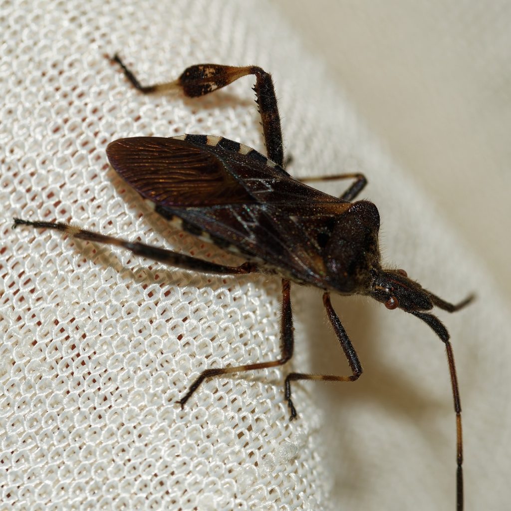 western conifer seed bug on white fabric