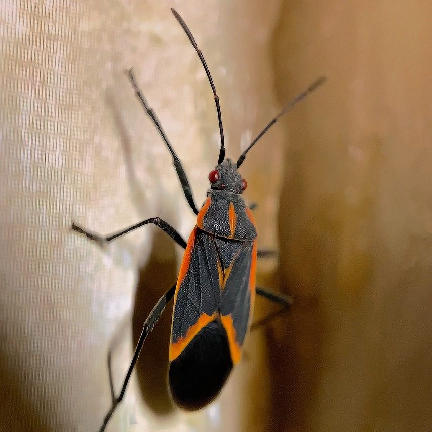 Boxelder bug on a wall