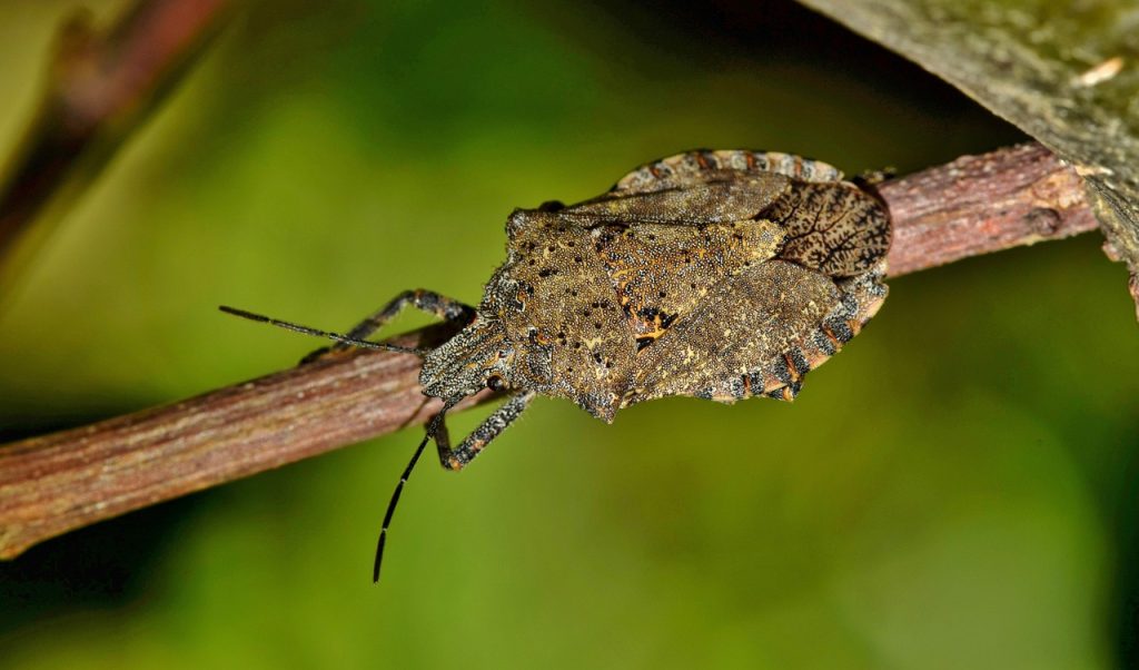 Stink bug on a stick