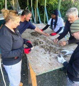 URGENT: Oyster Planting Volunteers and shoreline Owners Needed for 18th Annual Olympia Oyster Seed Planting in September and October @ South Puget Sound - Budd Inlet, Eld Inlet, Cooper Point, Boston Harbor, Dana Passage, Henderson Inlet, Johnson Point, Nisqually Reach