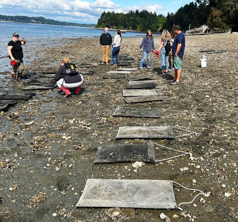 volunteers-planting-oyster-grow-bags-on-the-beach-in-budd-inlet-smaller