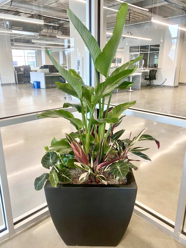 large plants in a planter inside a large building